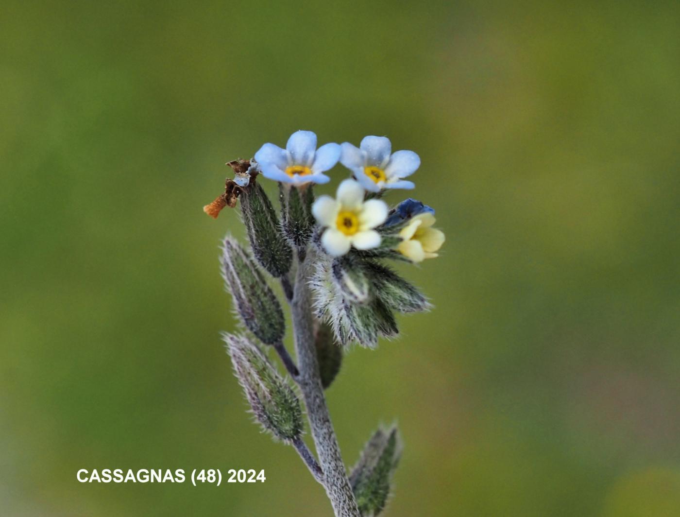 Forget-me-not, Changing flower